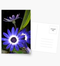 Senetti blue-bicolor flowers Postkarten