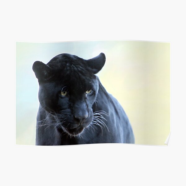 041 BLACK PANTHER Big Cats Animal 42"x24" Poster 