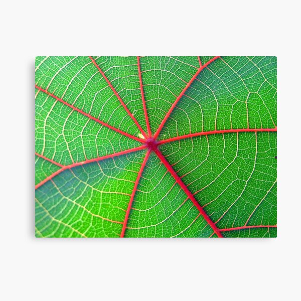 my roof is leaking !! Canvas Print