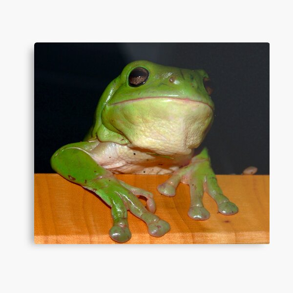 the newest member of the family .... Metal Print
