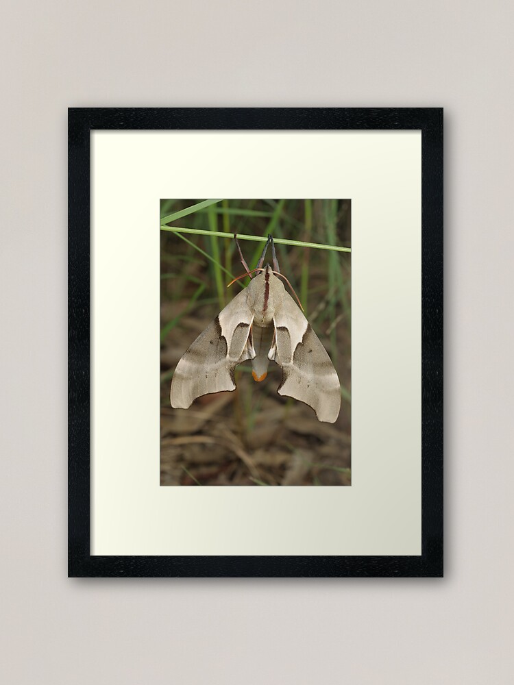 Alternate view of Moth Framed Art Print