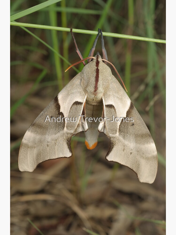 Moth by andrewtj