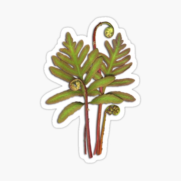 Sensitive Fern Sticker
