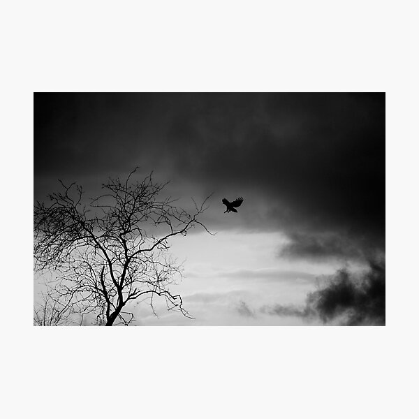 Redtail landing, b&w silhouette Photographic Print