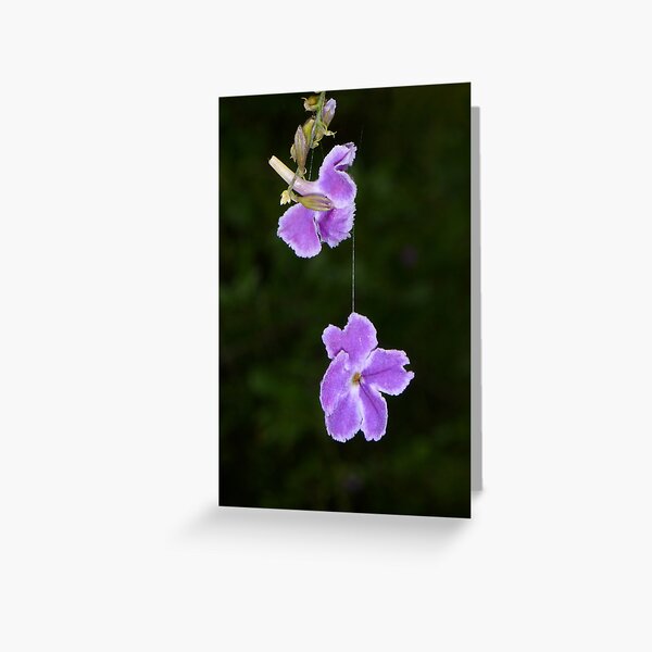 Hanging by a thread Greeting Card