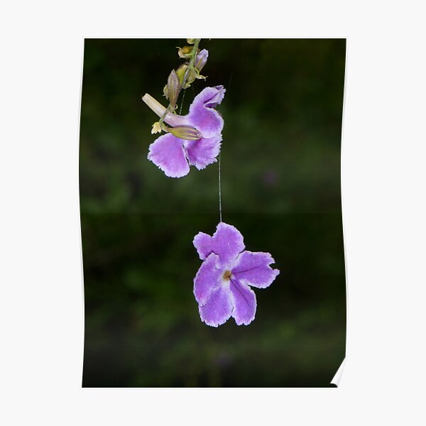 Hanging by a thread Poster