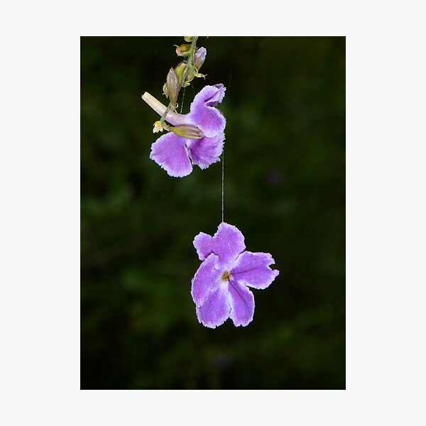 Hanging by a thread Photographic Print