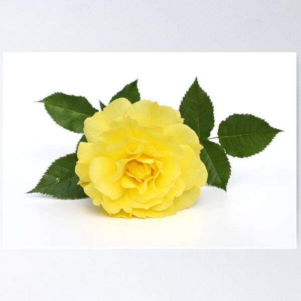 Item preview, yellow rose designed and sold by OldaSimek.