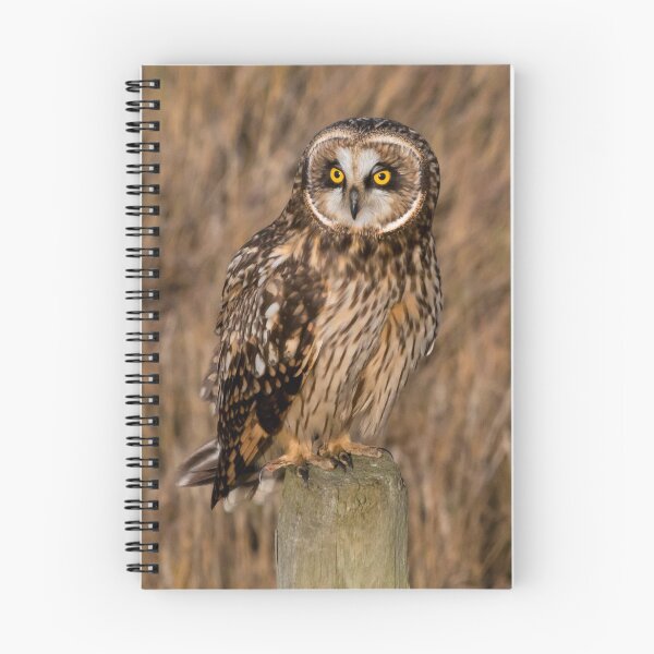 Item preview, Short Eared Owl Posing at Mud Bay designed and sold by bcscrambler.