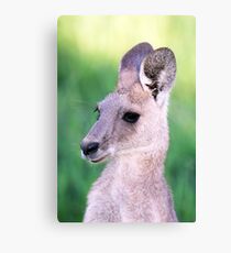 Baby Kangaroo Canvas Print