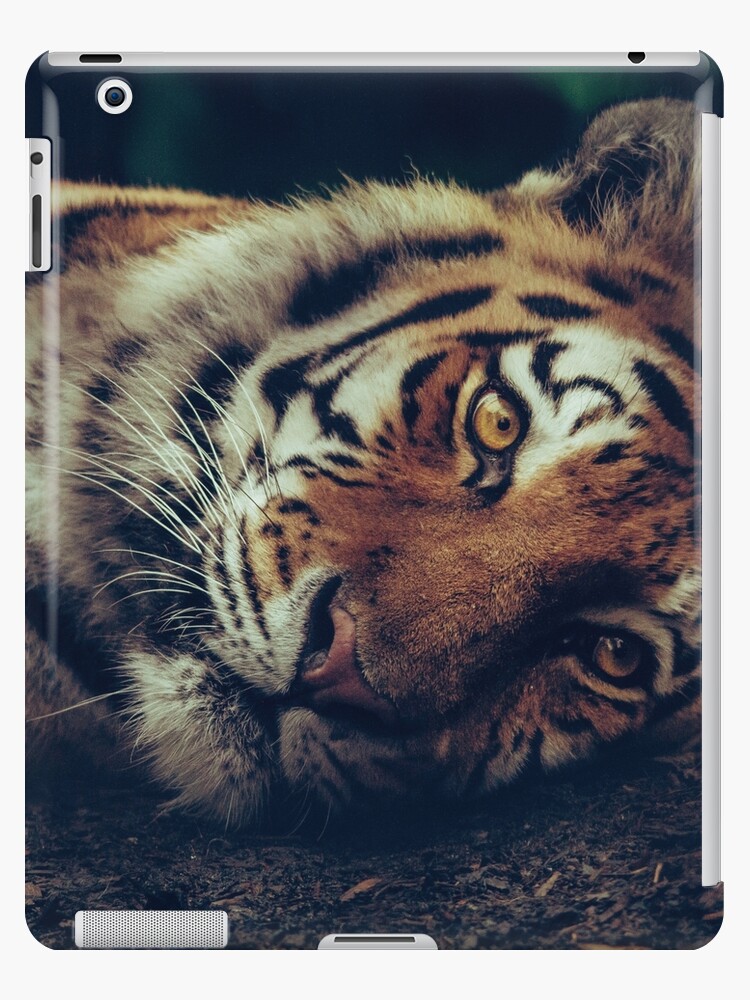 Black White and Yellow Tiger Sitting on a Beige Sand during Daytime · Free  Stock Photo