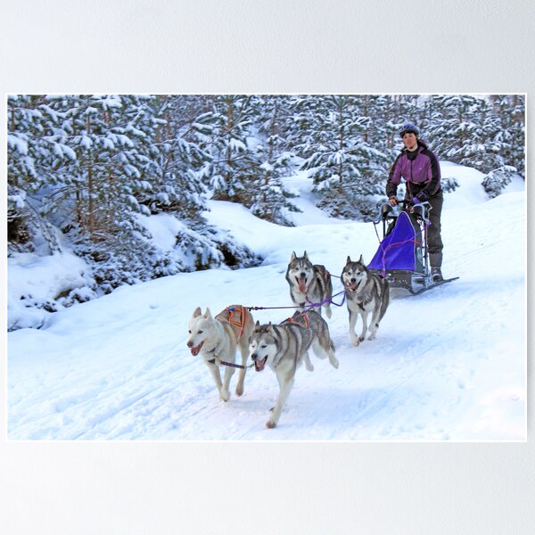 Item preview, Sled Dog Racing designed and sold by Mike Paget.