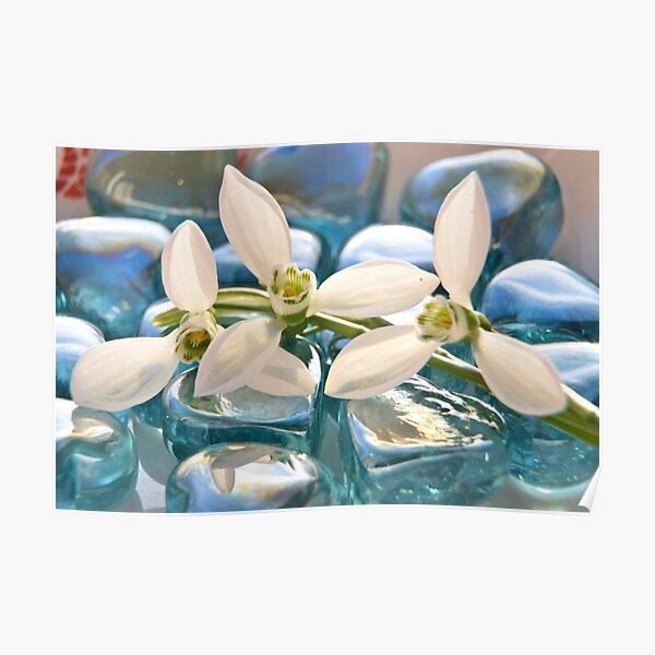Snowdrops Poster