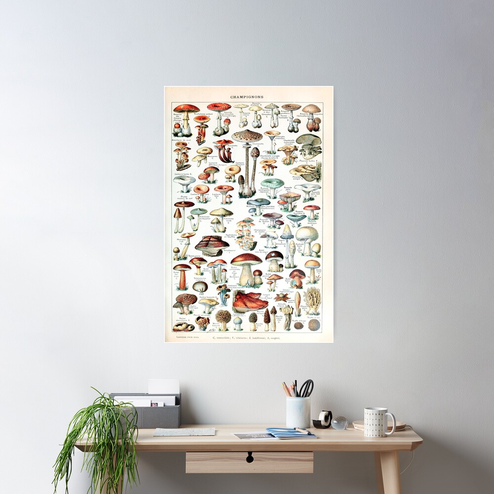 Adolphe Millot - Champignons pour tous - French vintage poster Poster
