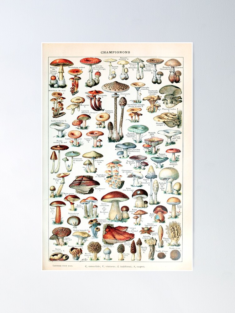 Alternate view of Adolphe Millot - Champignons pour tous - French vintage poster Poster