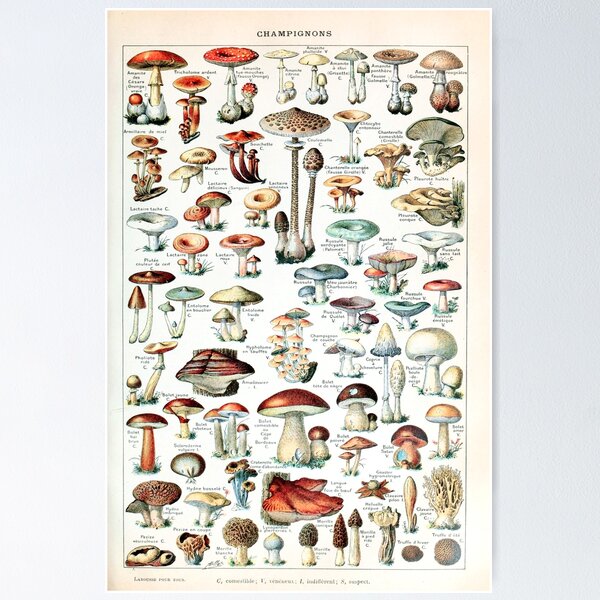 Item preview, Adolphe Millot - Champignons pour tous - French vintage poster designed and sold by DejaVuStudio.