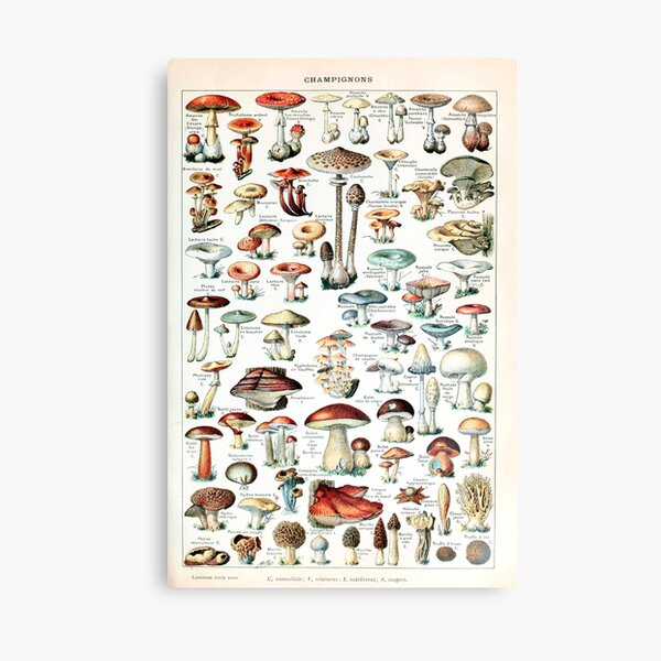 Adolphe Millot - Champignons pour tous - French vintage poster Canvas Print