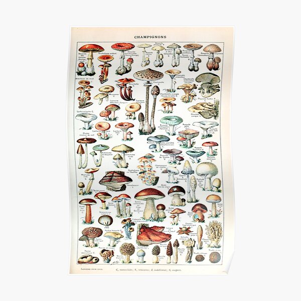 Adolphe Millot - Champignons pour tous - French vintage poster Poster