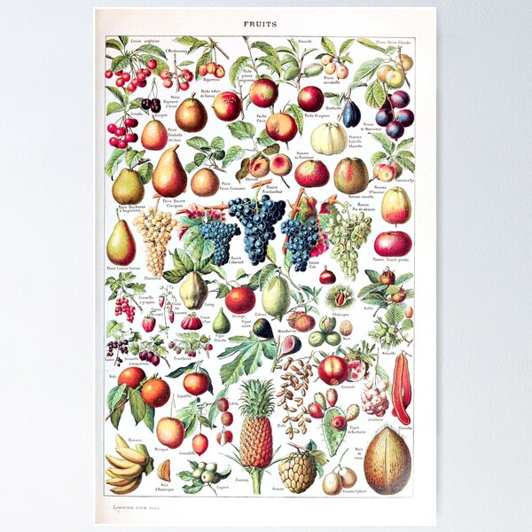 Adolphe Millot - Fleurs pour tous - French vintage poster Poster