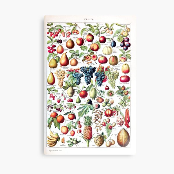 Adolphe Millot - Fruits pour tous - French vintage poster Canvas Print