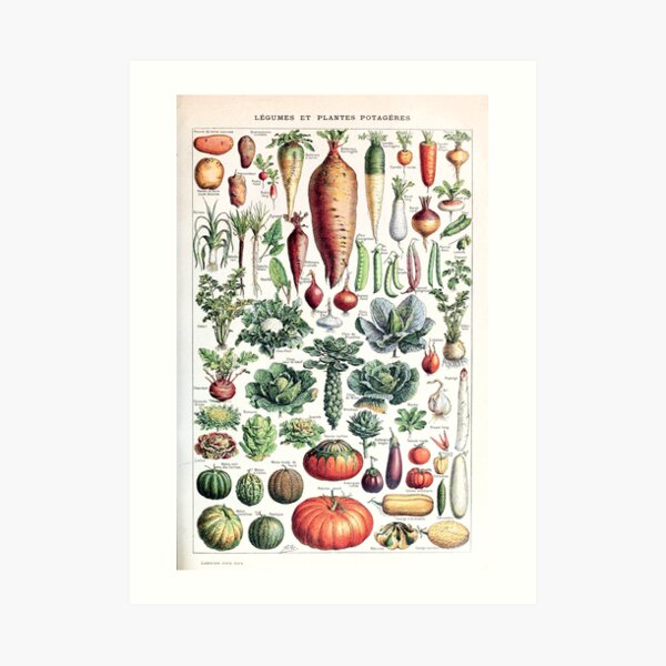 Adolphe Millot - Légumes pour tous - French vintage poster Art Print
