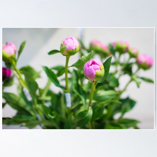Item preview, close up Unopened pink peony bud in the vase designed and sold by alexvioletart.