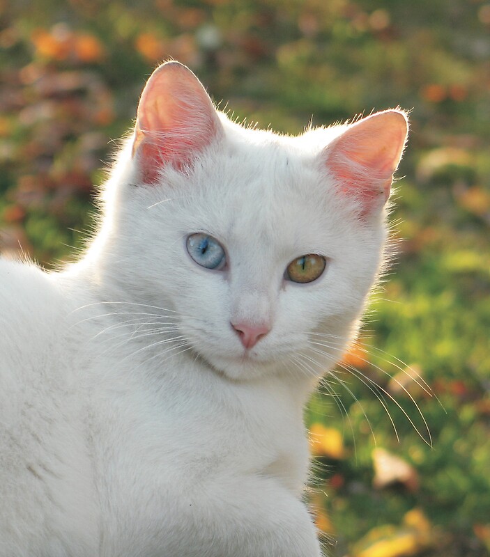 "Cat with blue and yellow eyes" by branko stanic | Redbubble