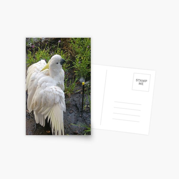 'Mervette' takes a shower Postcard