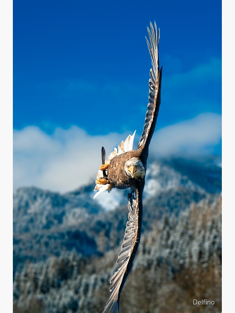 Crosswind by Delfino