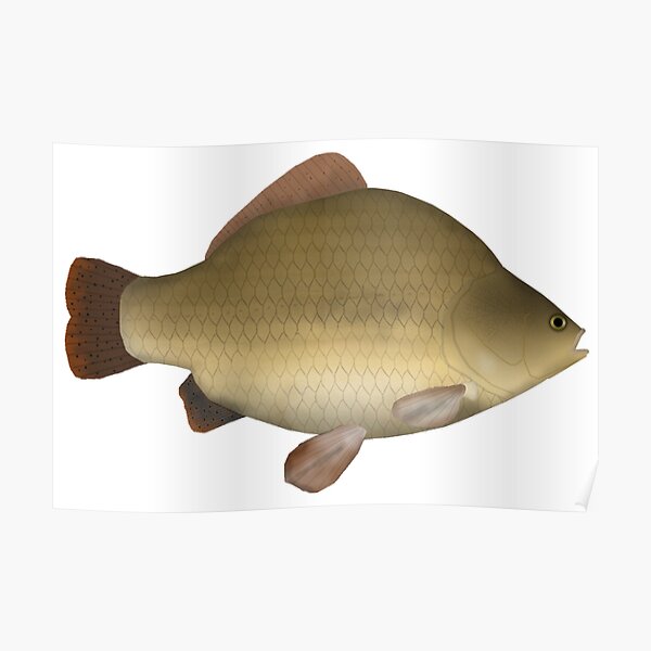 “Crucian Carp” Poster for Sale by fishfolkart | Redbubble