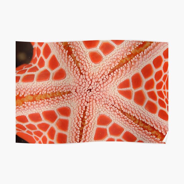 Red Brick Sea Star Macro Poster