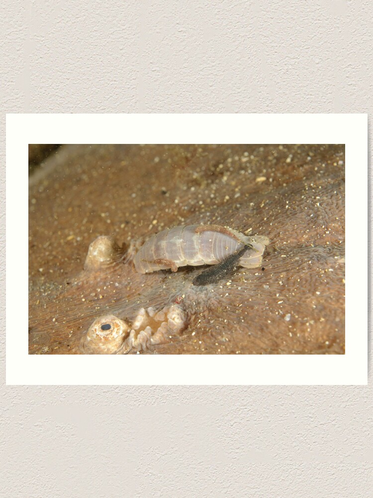 Alternate view of Parasites on Numbfish Art Print