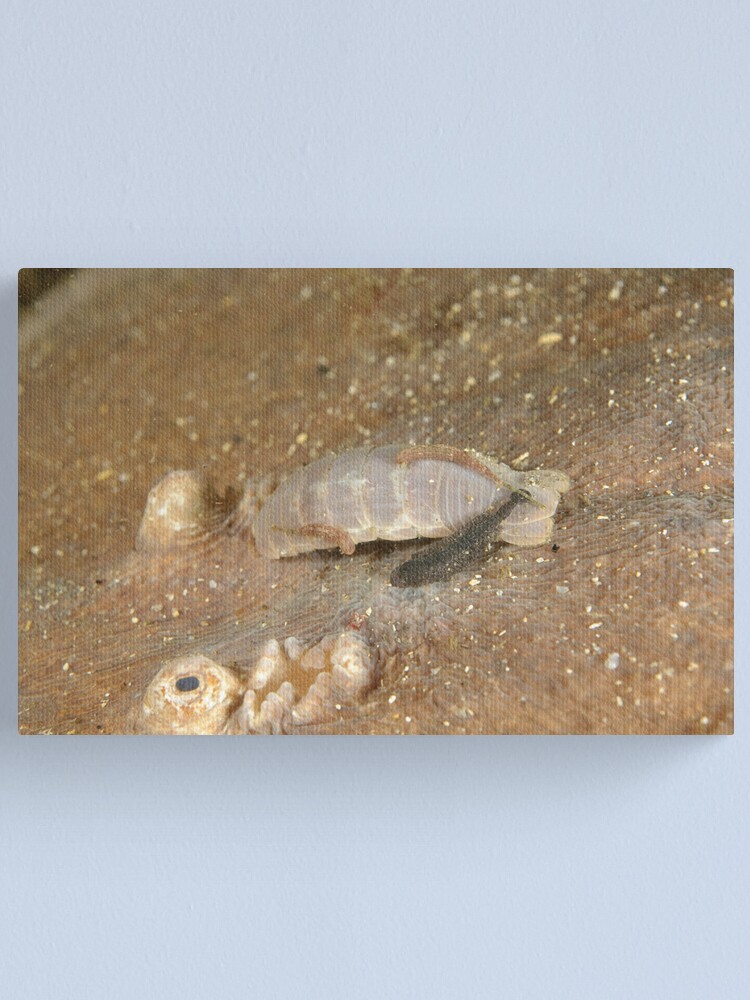 Alternate view of Parasites on Numbfish Canvas Print