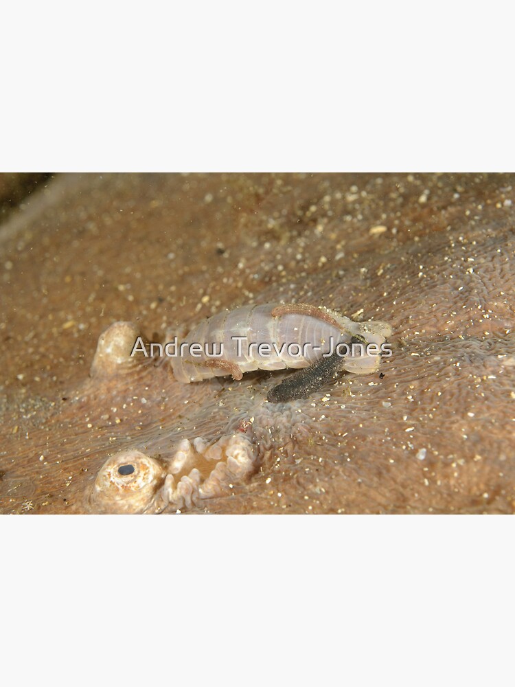 Parasites on Numbfish by andrewtj