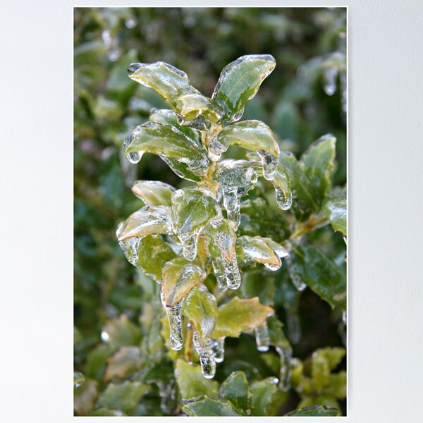 Artikelvorschau, Iced Greens entworfen und verkauft von Leigh Ann Pobiak.