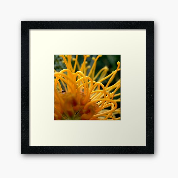 Ant's life! Framed Art Print