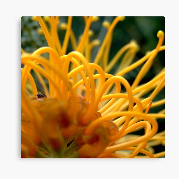 Ant's life! Canvas Print