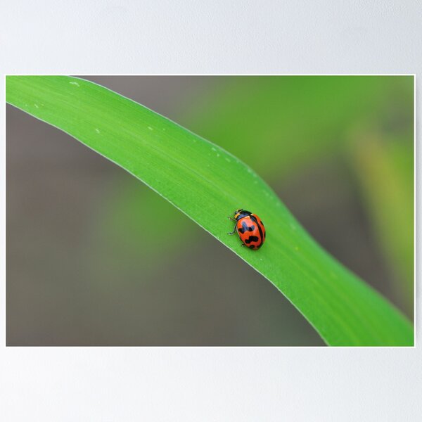 Item preview, Lady Beetle designed and sold by Claire  Farley.