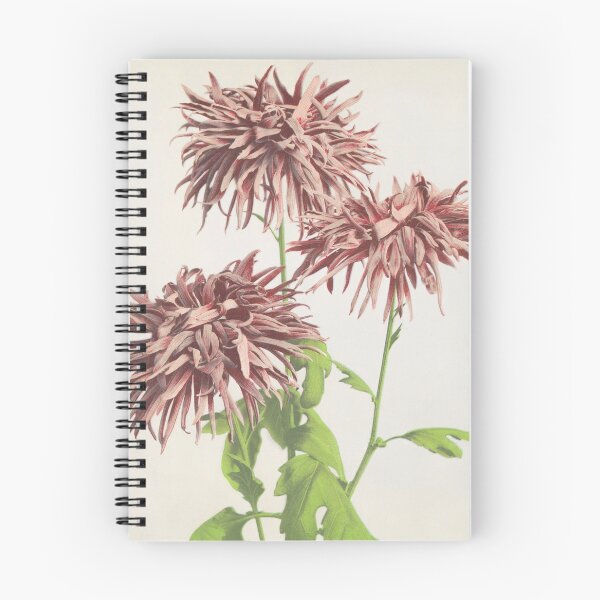 Item preview, Pink Chrysanthemums, Ogawa Kazumasa, 1887 designed and sold by Vintage Wall Art.