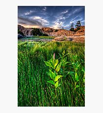 Tall Grass, One Pink Photographic Print
