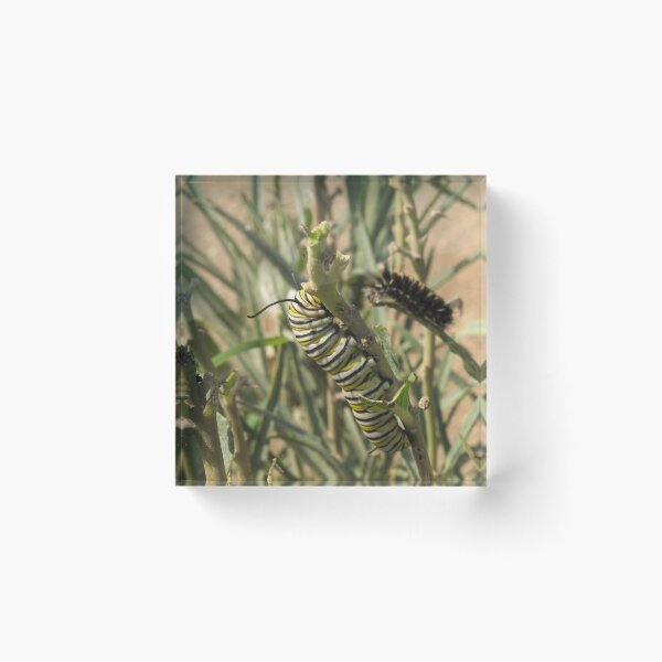 Item preview, 455 Monarch Butterfly Caterpillar designed and sold by ptosis.