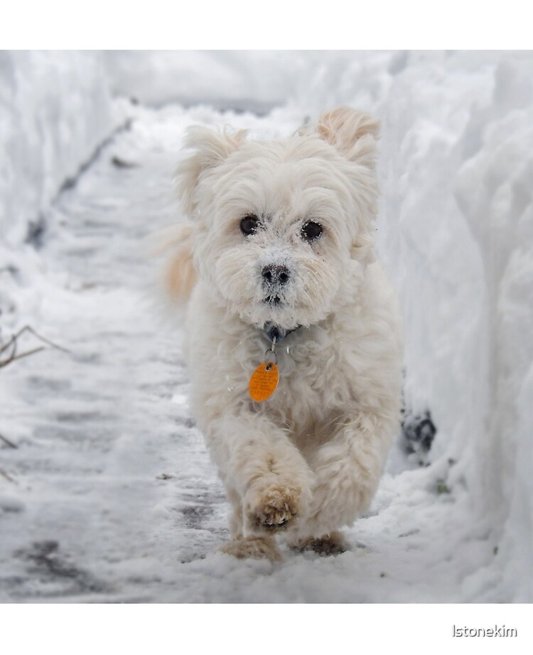 White Maltipoo Dog Running In Snow Ipad Case Skin By Lstonekim Redbubble