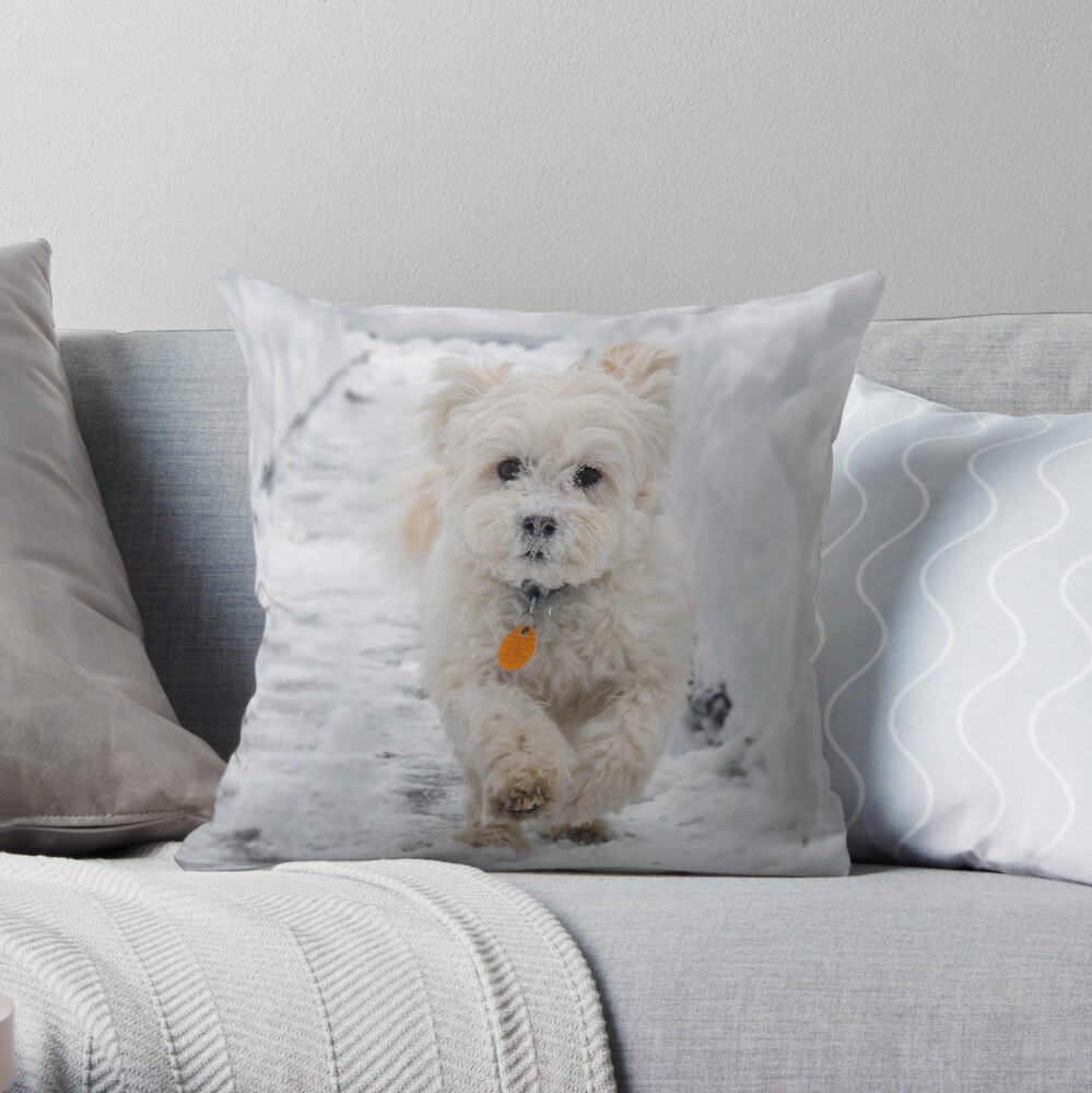 maltipoo pillow