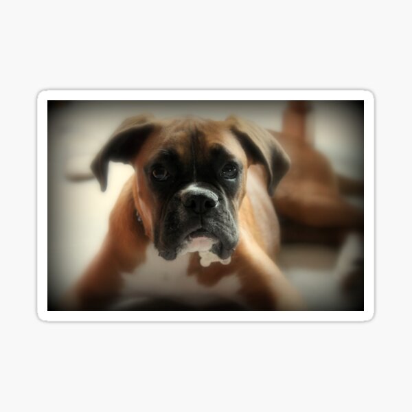 Face Of Innocence ~ Boxer Dog Series Sticker