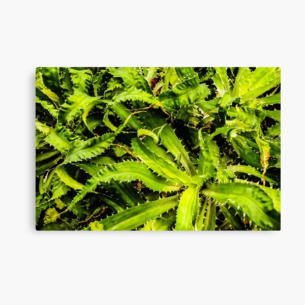 Spiky leaves Canvas Print