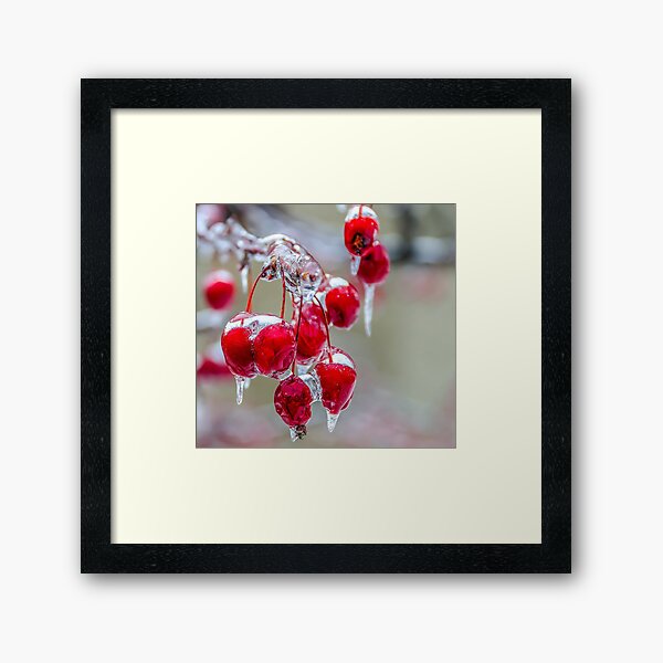 Frozen berries in the wild. Framed Art Print
