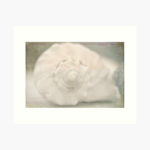lightning whelk Art Print