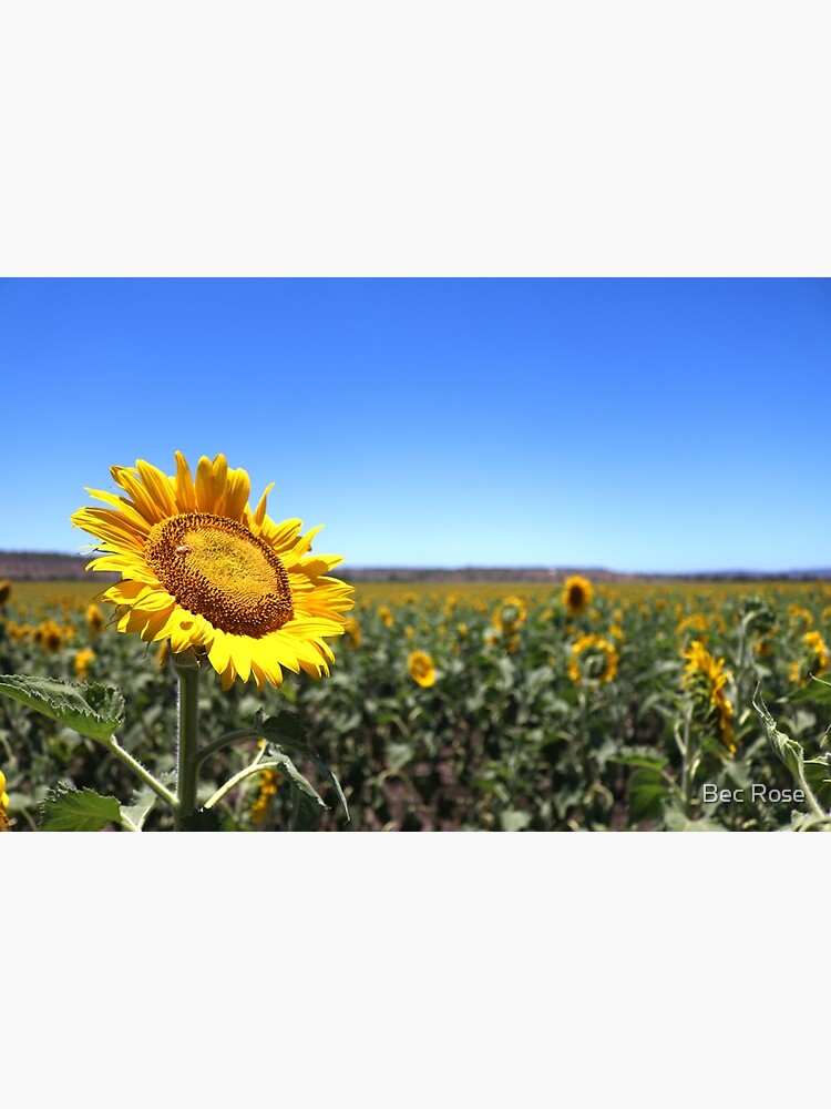 "Sunflower, Allora, Queensland" Poster by Bexta25 Redbubble