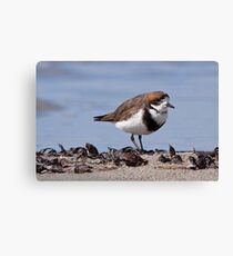 Two-banded Plover Canvas Print