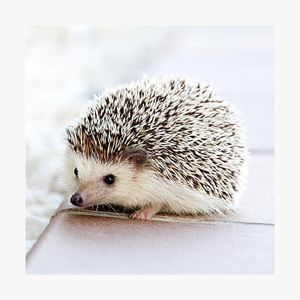 Item preview, Cute Baby Hedgehog designed and sold by rewstudio.